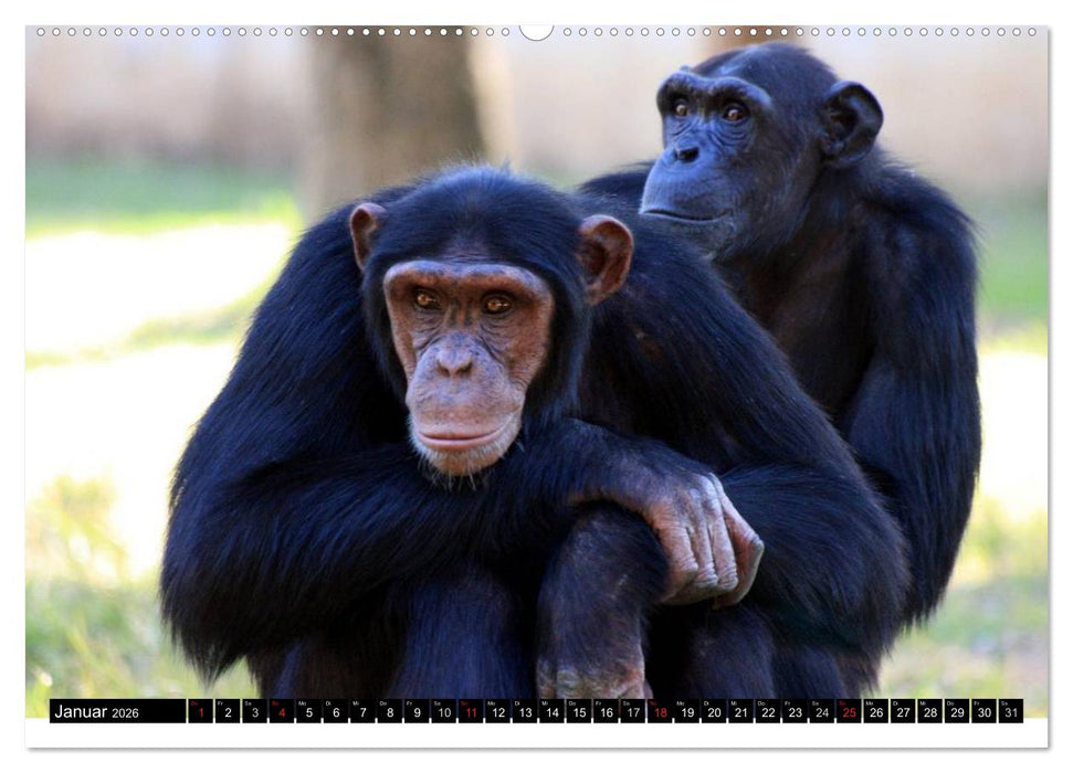 Schimpansen (CALVENDO Premium Wandkalender 2026)
