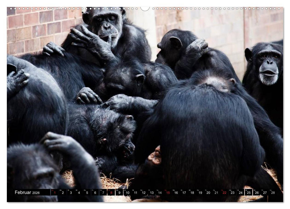 Schimpansen (CALVENDO Premium Wandkalender 2026)
