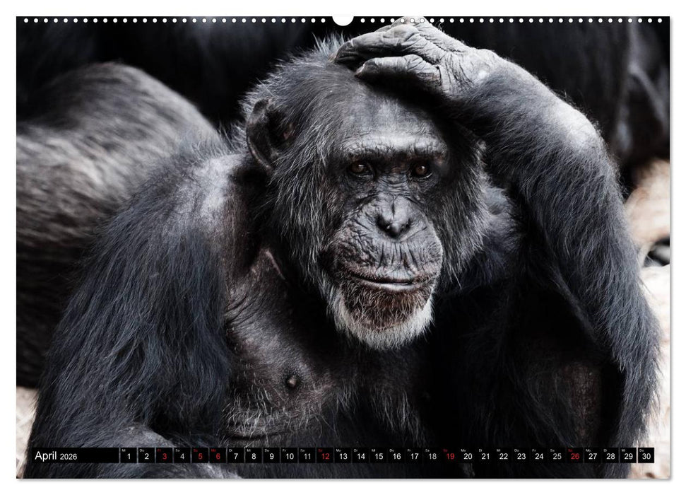 Schimpansen (CALVENDO Premium Wandkalender 2026)