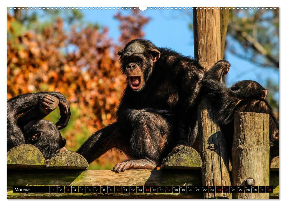Schimpansen (CALVENDO Premium Wandkalender 2026)