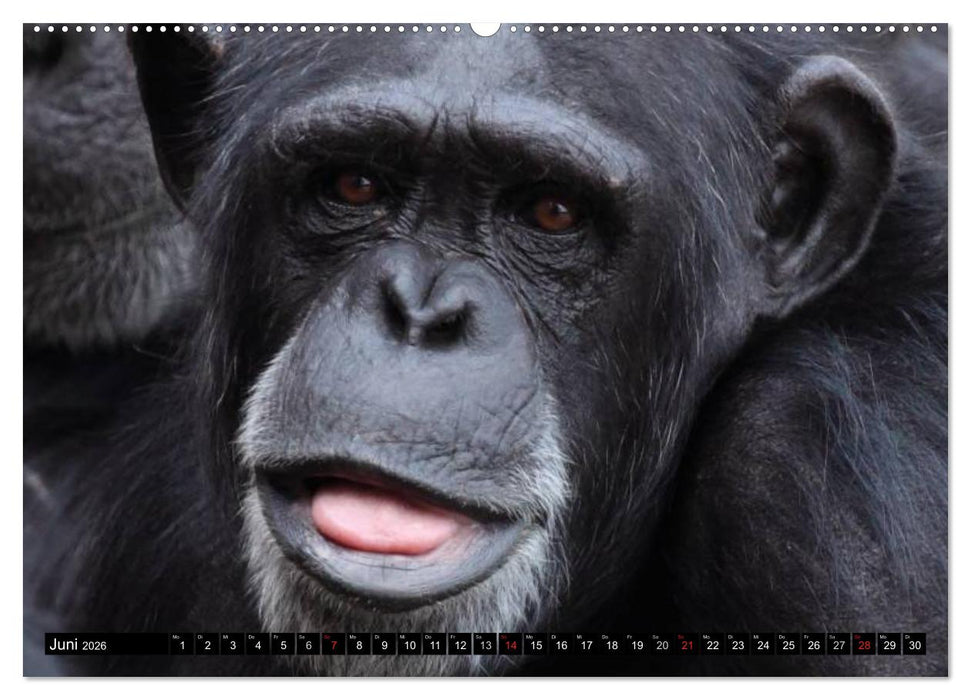 Schimpansen (CALVENDO Premium Wandkalender 2026)
