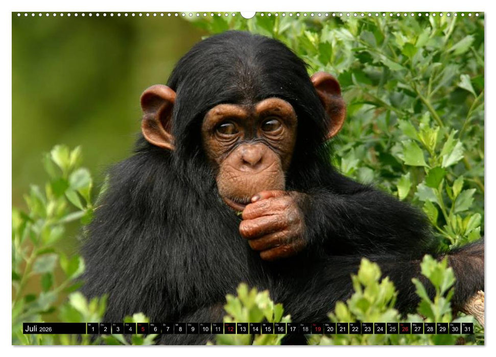 Schimpansen (CALVENDO Premium Wandkalender 2026)