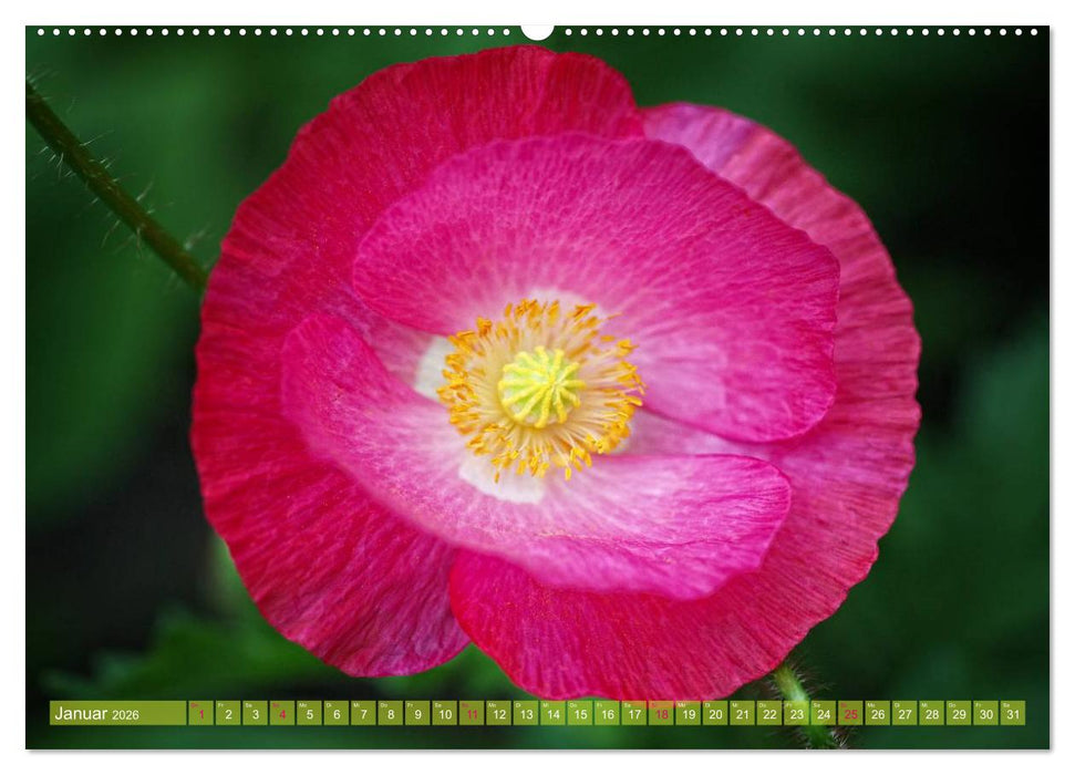 Mohn Tage (CALVENDO Wandkalender 2026)