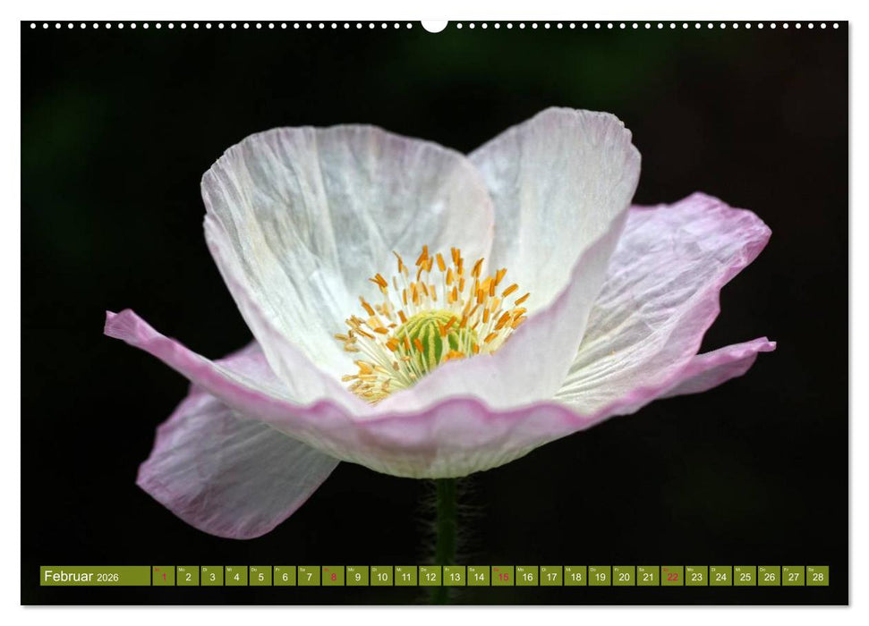 Mohn Tage (CALVENDO Wandkalender 2026)