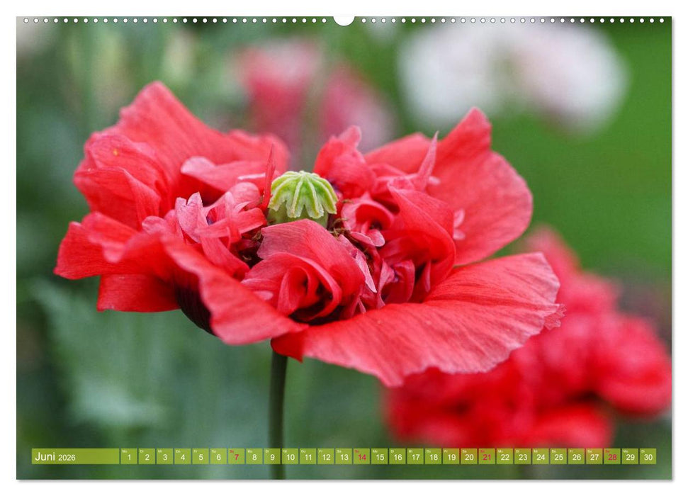Mohn Tage (CALVENDO Wandkalender 2026)