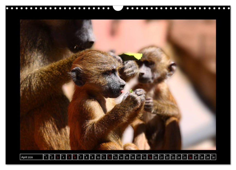 Wildtiere (CALVENDO Wandkalender 2026)