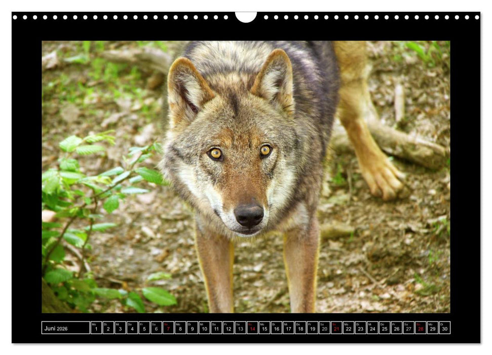 Wildtiere (CALVENDO Wandkalender 2026)