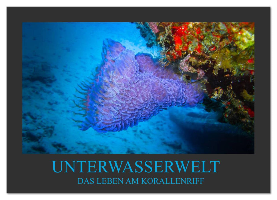Unterwasserwelt - Das Leben am Korallenriff (CALVENDO Wandkalender 2026)