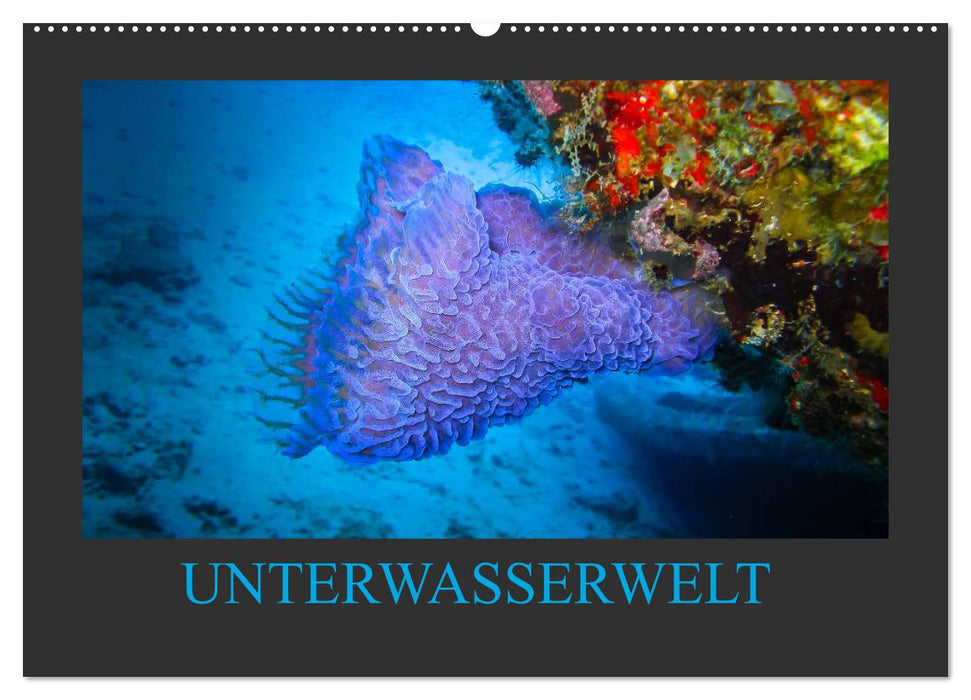Unterwasserwelt - Das Leben am Korallenriff (CALVENDO Wandkalender 2026)