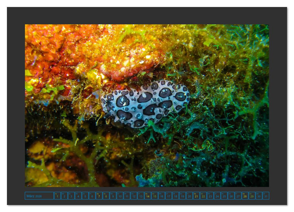 Unterwasserwelt - Das Leben am Korallenriff (CALVENDO Wandkalender 2026)