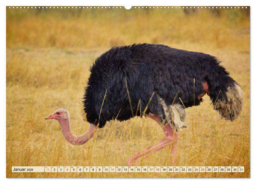 Strauße. Afrikas schöne Laufvögel (CALVENDO Premium Wandkalender 2026)