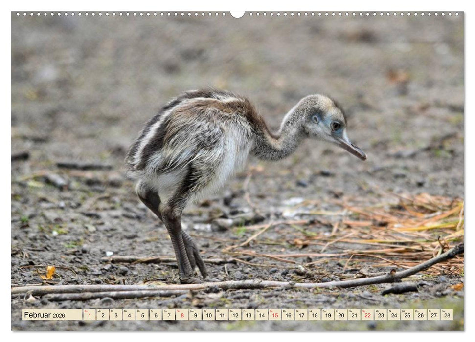 Strauße. Afrikas schöne Laufvögel (CALVENDO Premium Wandkalender 2026)