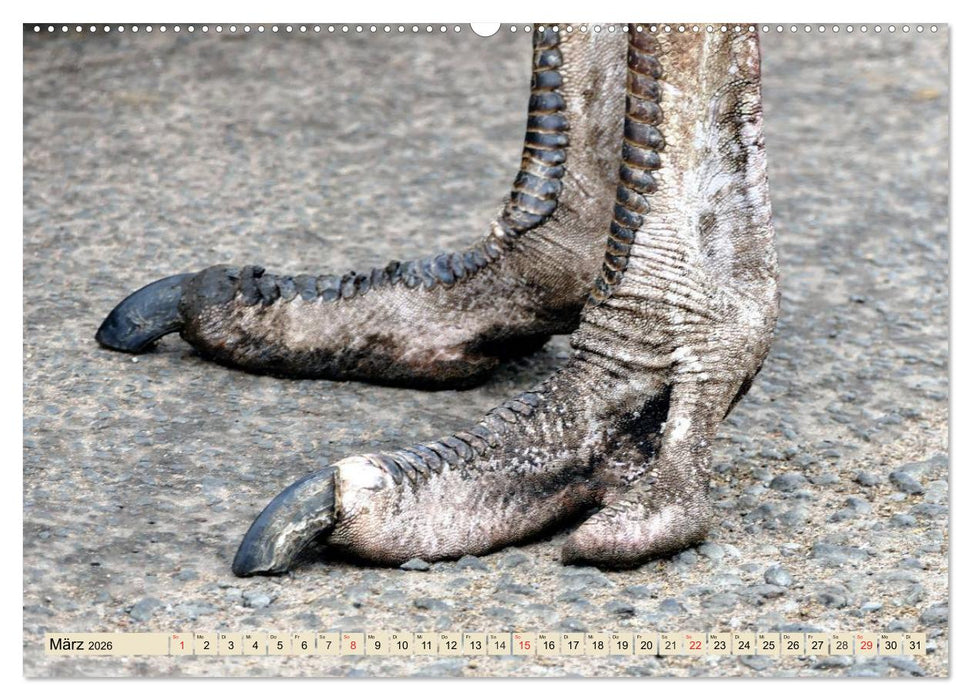 Strauße. Afrikas schöne Laufvögel (CALVENDO Premium Wandkalender 2026)