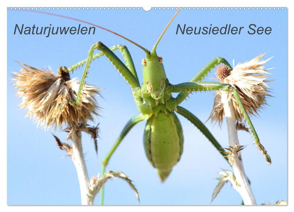 Naturjuwelen - Neusiedler See (CALVENDO Wandkalender 2026)