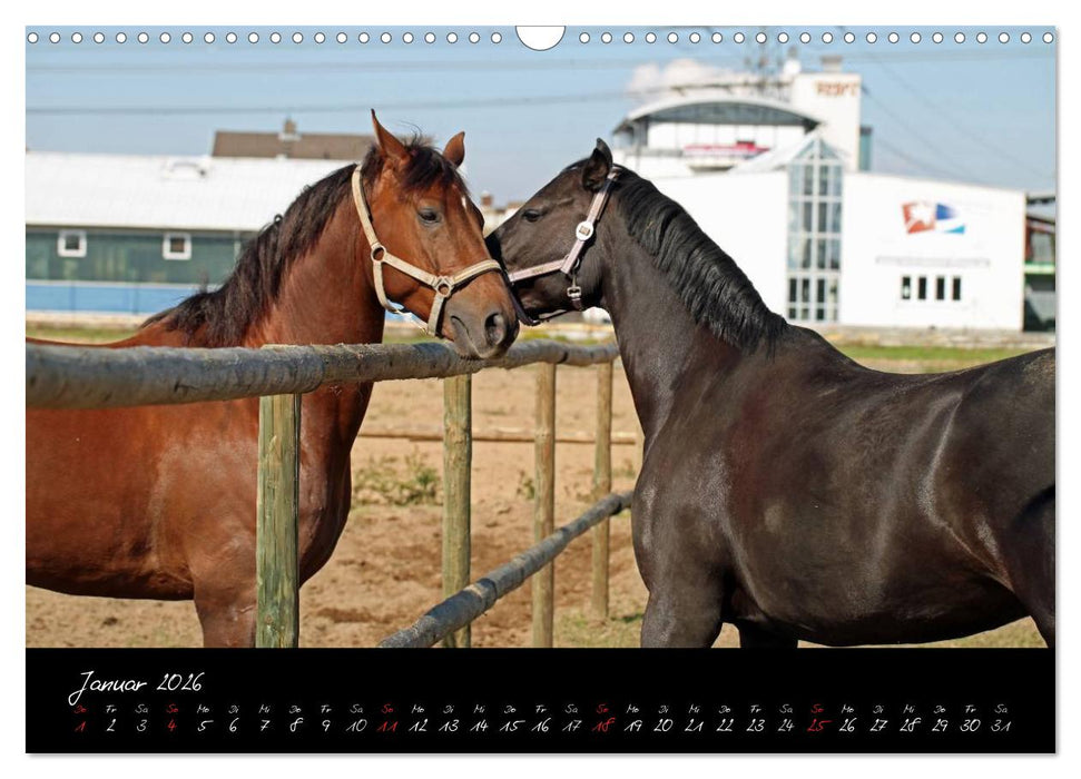 Pferdegeflüster (CALVENDO Wandkalender 2026)