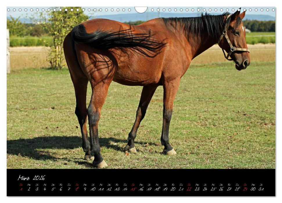 Pferdegeflüster (CALVENDO Wandkalender 2026)