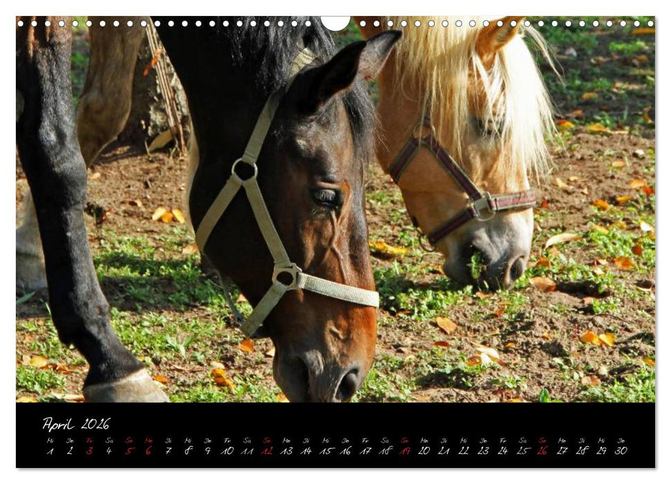 Pferdegeflüster (CALVENDO Wandkalender 2026)