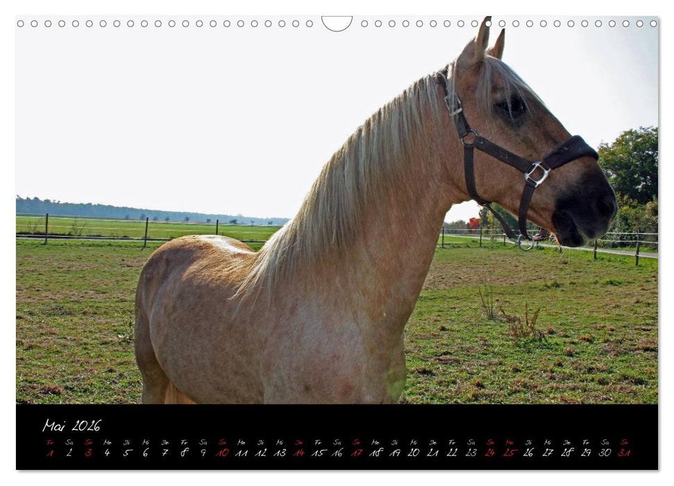 Pferdegeflüster (CALVENDO Wandkalender 2026)