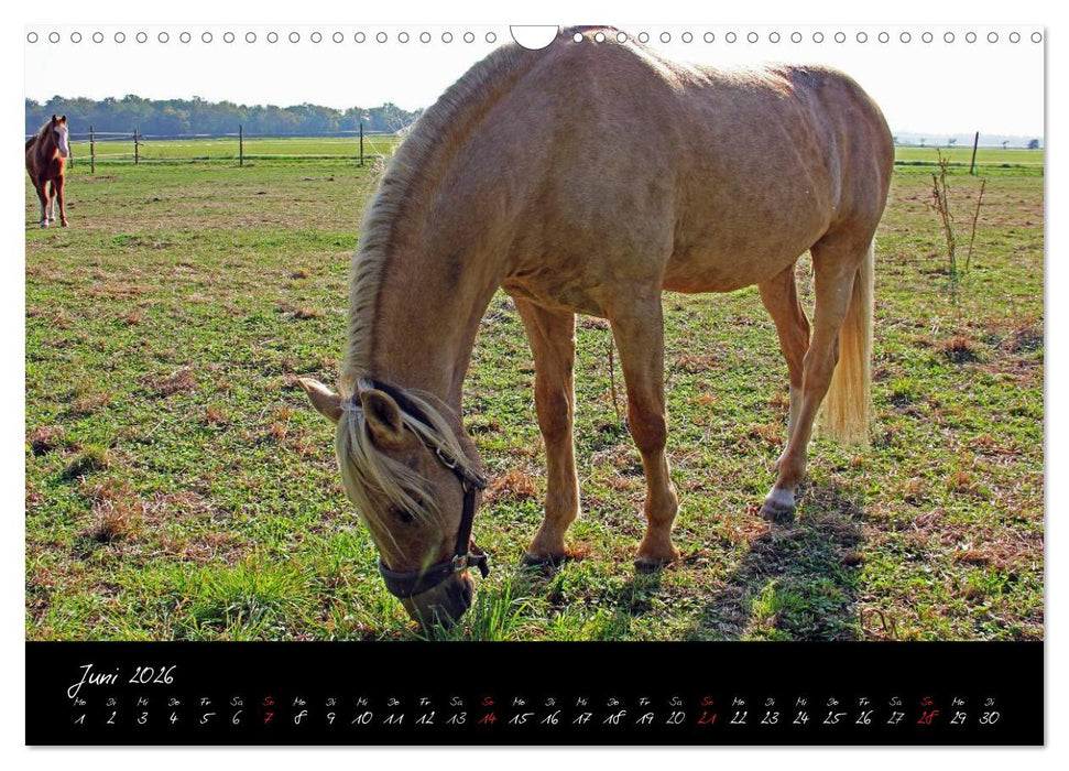 Pferdegeflüster (CALVENDO Wandkalender 2026)