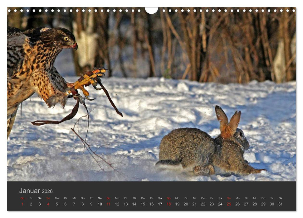 Die Beizjagd (CALVENDO Wandkalender 2026)