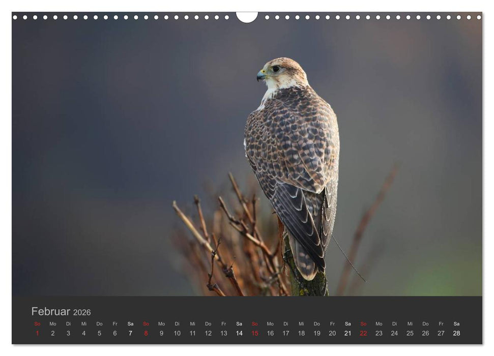 Die Beizjagd (CALVENDO Wandkalender 2026)