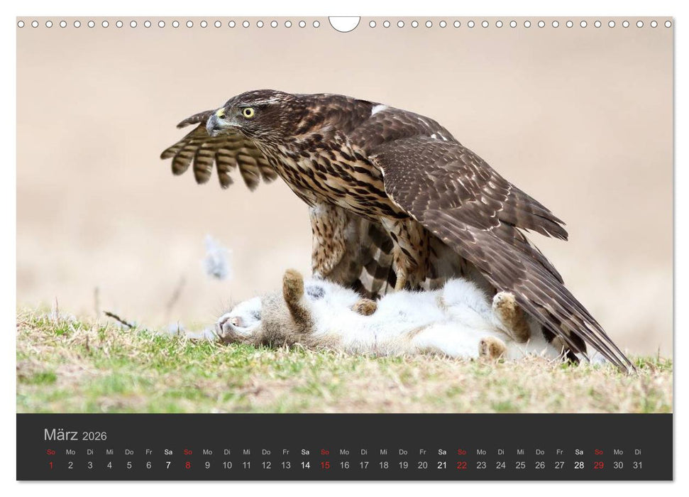 Die Beizjagd (CALVENDO Wandkalender 2026)