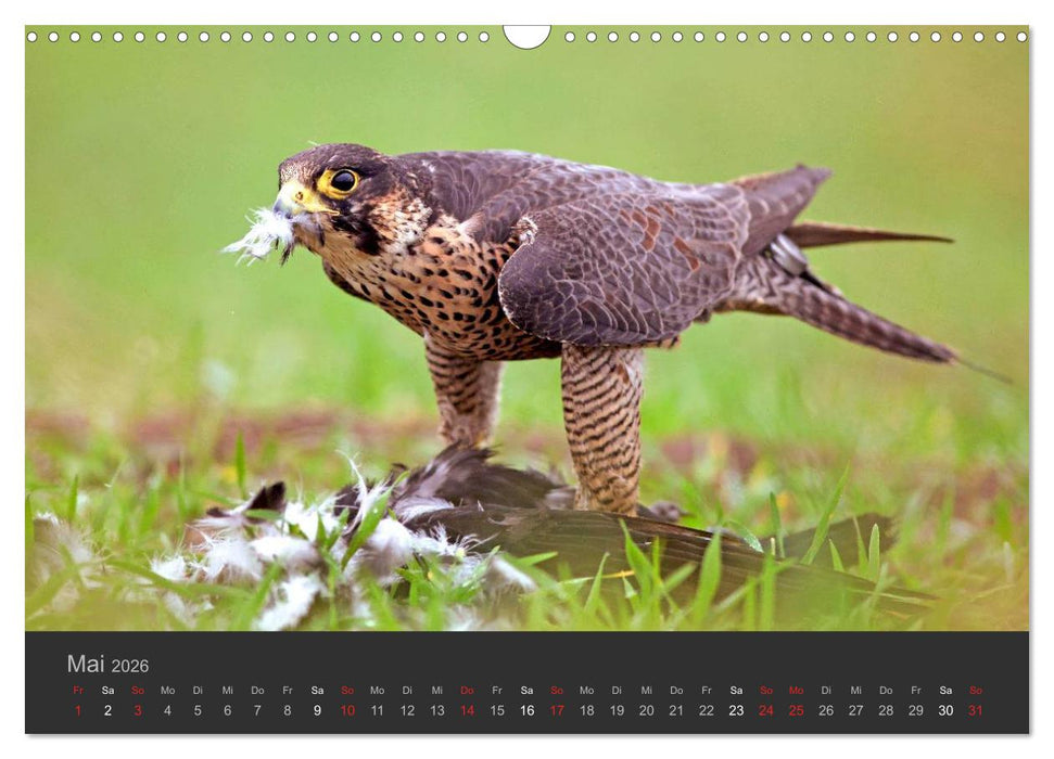 Die Beizjagd (CALVENDO Wandkalender 2026)