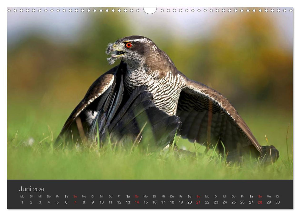 Die Beizjagd (CALVENDO Wandkalender 2026)