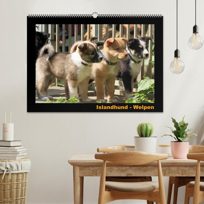Islandhund - Welpen / CH-Version (CALVENDO Wandkalender 2026)