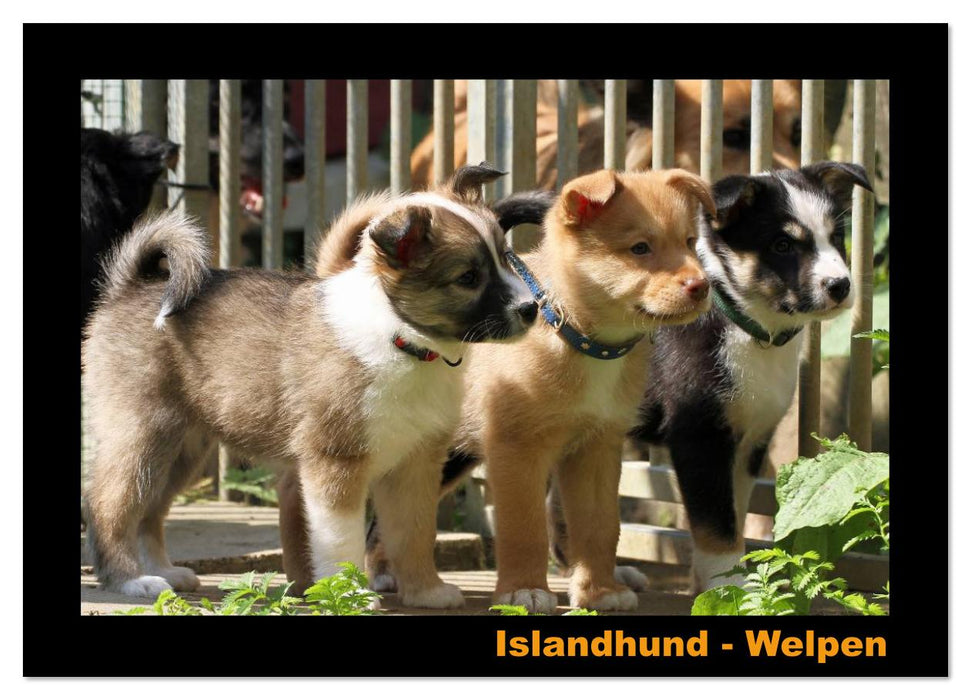 Islandhund - Welpen / CH-Version (CALVENDO Wandkalender 2026)