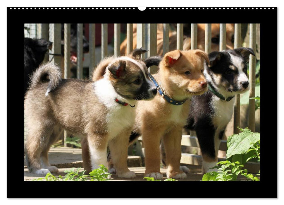 Islandhund - Welpen / CH-Version (CALVENDO Wandkalender 2026)