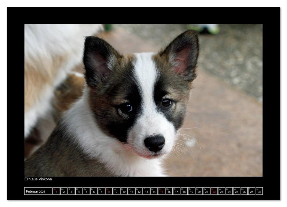 Islandhund - Welpen / CH-Version (CALVENDO Wandkalender 2026)