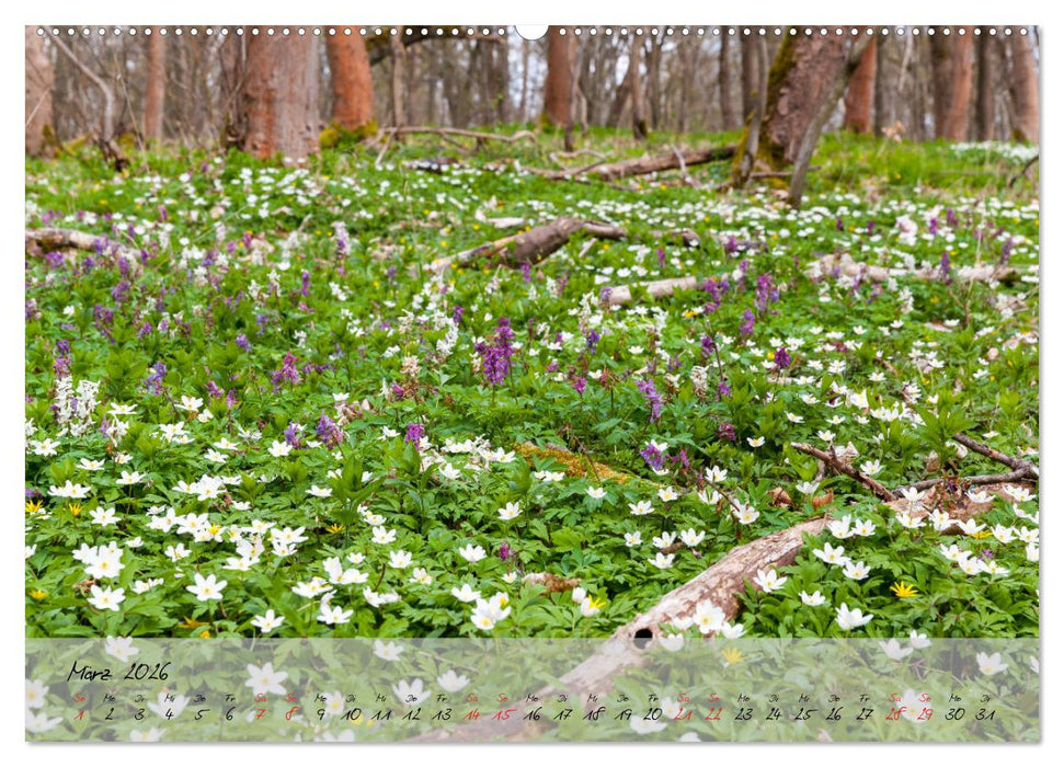 Das Selketal im Harz (CALVENDO Wandkalender 2026)