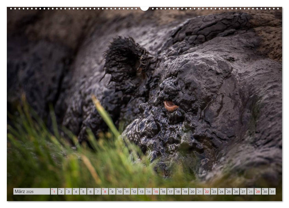 Emotionale Momente. Happy Hippo / CH-Version (CALVENDO Wandkalender 2026)