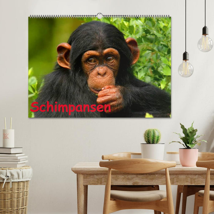 Schimpansen (CALVENDO Wandkalender 2026)
