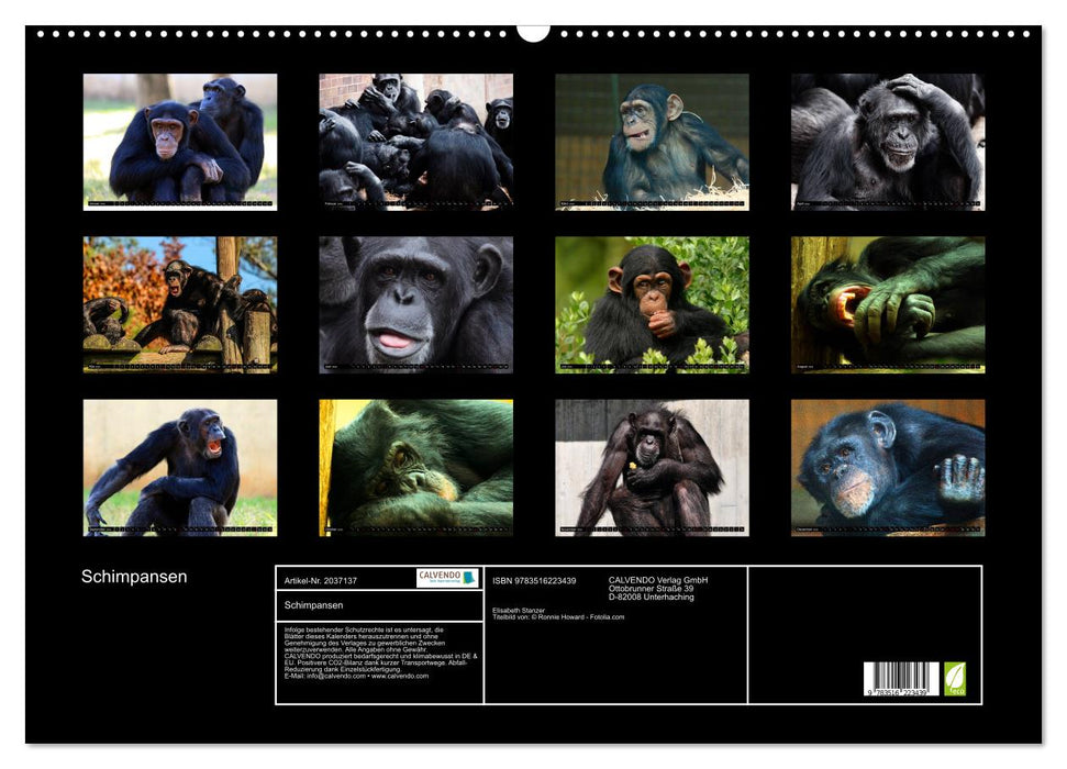 Schimpansen (CALVENDO Wandkalender 2026)