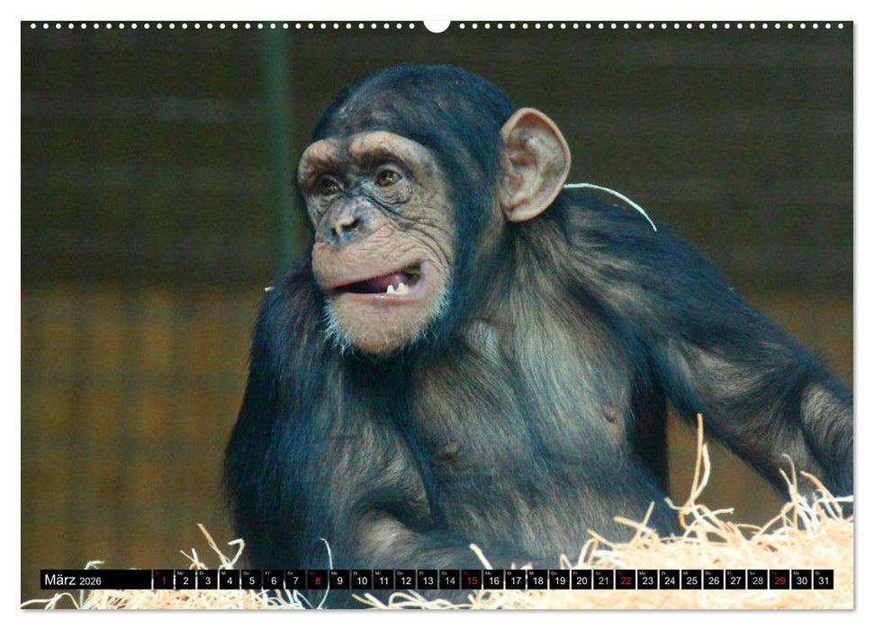Schimpansen (CALVENDO Wandkalender 2026)