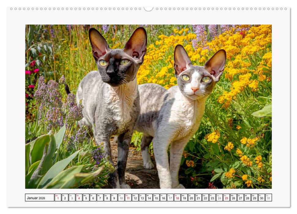 Cornish Rex Katzen. Ein Hauch von Extravaganz mit Locken und Charakter (CALVENDO Premium Wandkalender 2026)