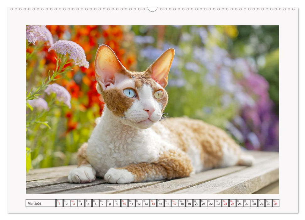 Cornish Rex Katzen. Ein Hauch von Extravaganz mit Locken und Charakter (CALVENDO Premium Wandkalender 2026)