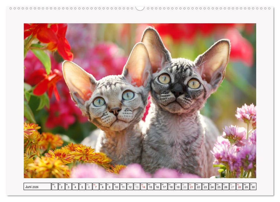 Cornish Rex Katzen. Ein Hauch von Extravaganz mit Locken und Charakter (CALVENDO Premium Wandkalender 2026)