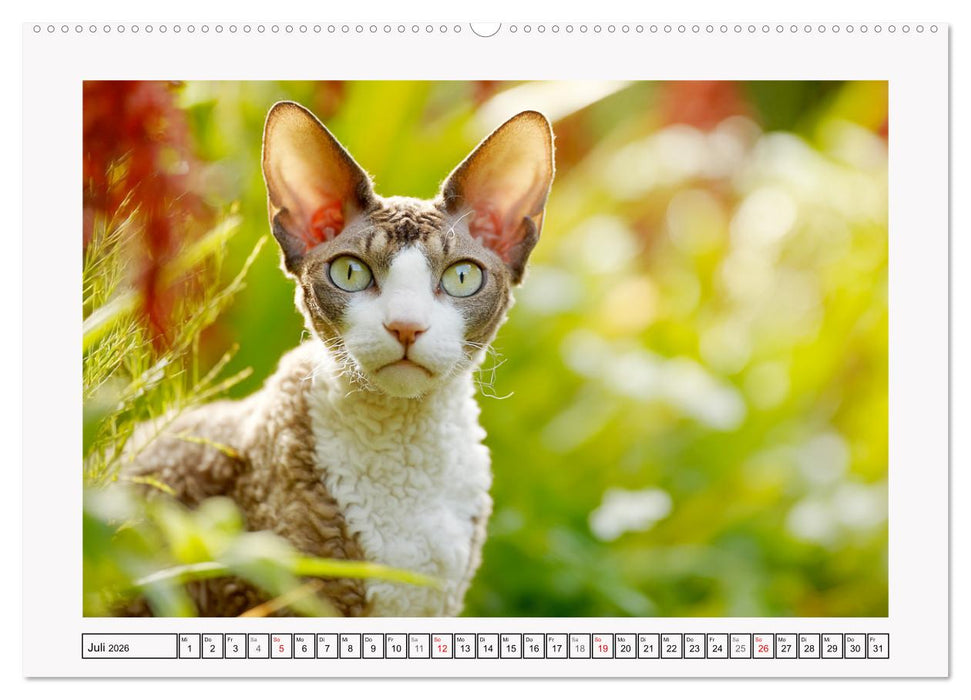 Cornish Rex Katzen. Ein Hauch von Extravaganz mit Locken und Charakter (CALVENDO Premium Wandkalender 2026)