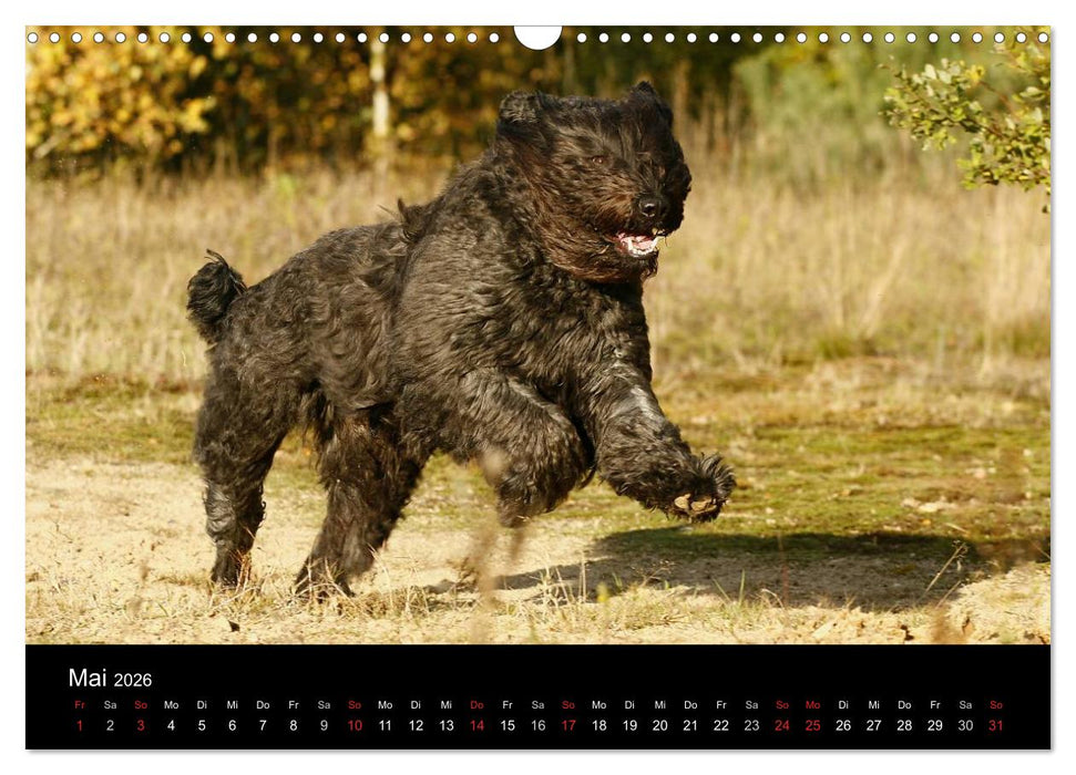 Bouvier des Flandres (CALVENDO Wandkalender 2026)