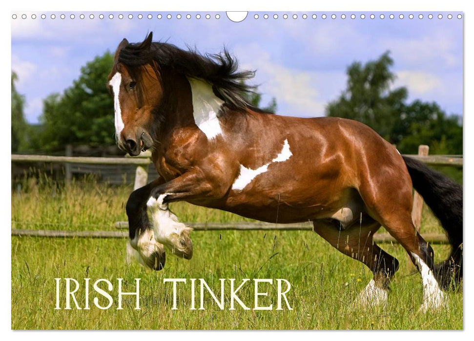 Irish Tinker (CALVENDO Wandkalender 2026)