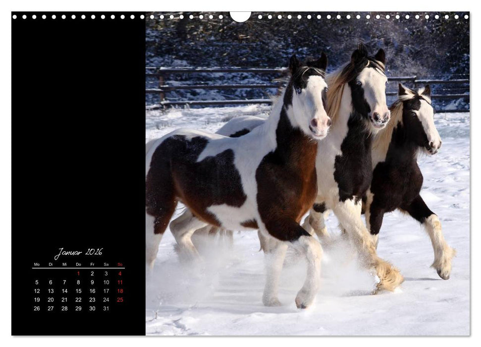 Irish Tinker (CALVENDO Wandkalender 2026)
