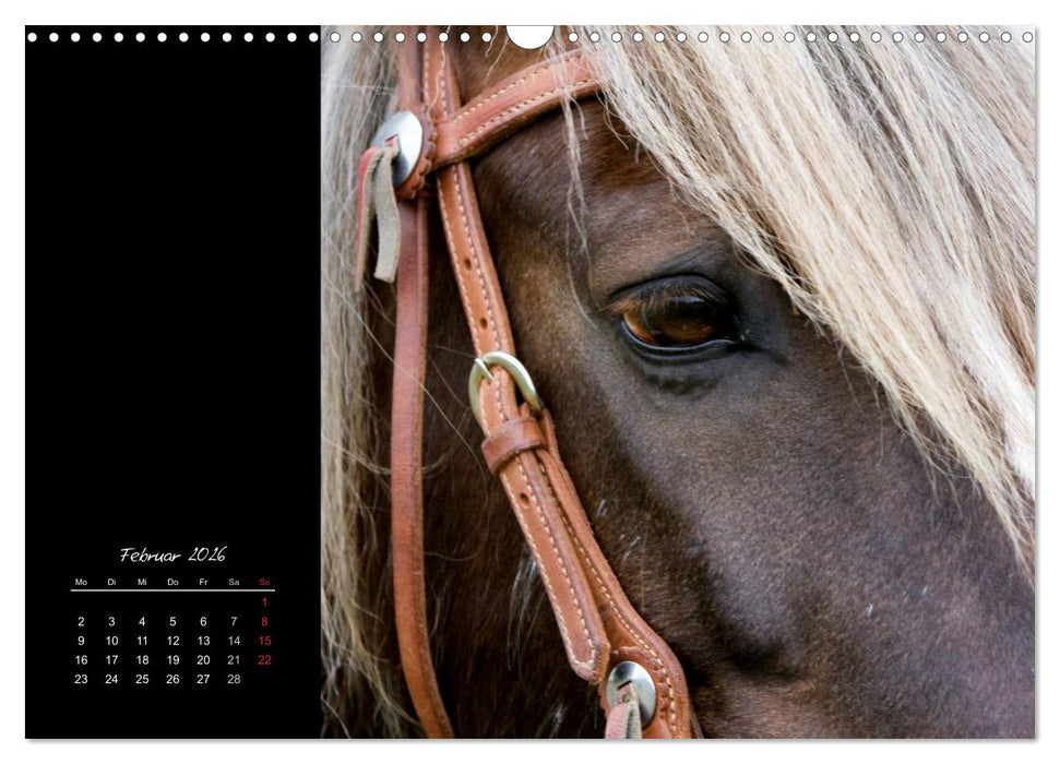 Irish Tinker (CALVENDO Wandkalender 2026)