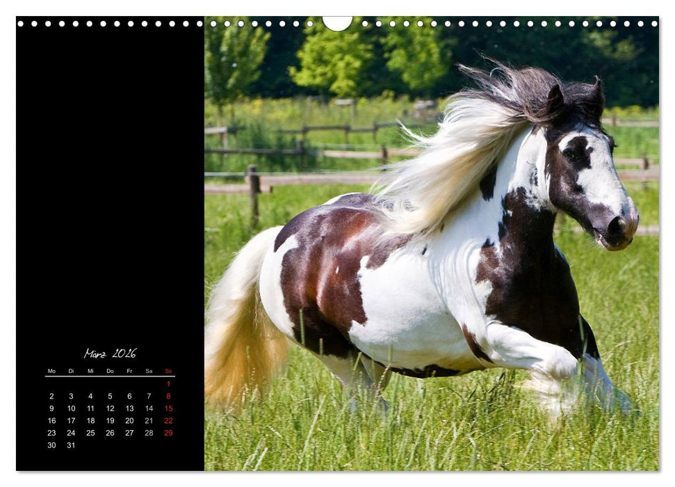 Irish Tinker (CALVENDO Wandkalender 2026)