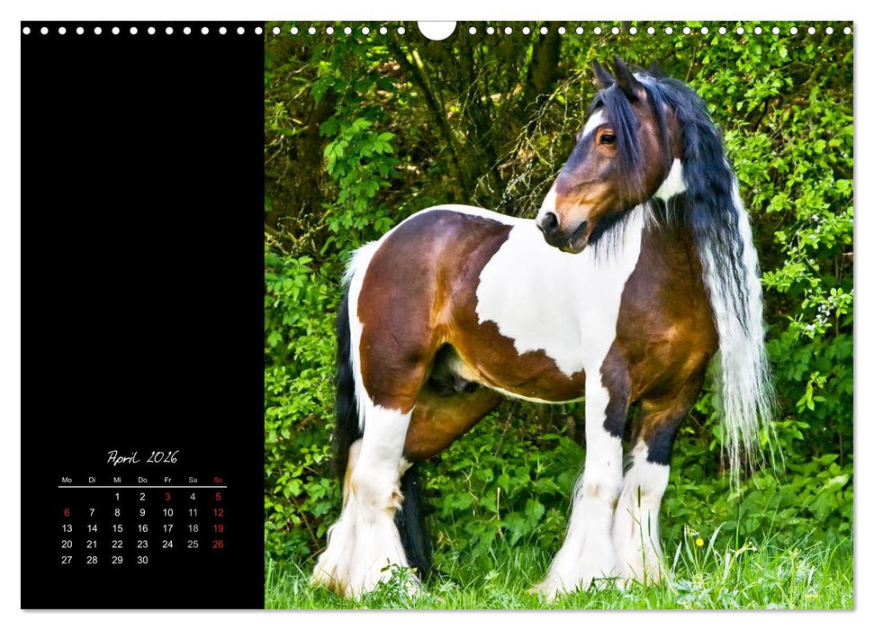 Irish Tinker (CALVENDO Wandkalender 2026)