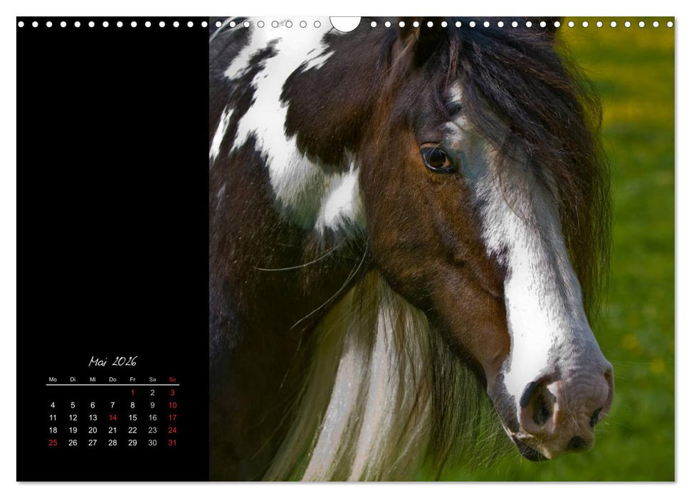 Irish Tinker (CALVENDO Wandkalender 2026)