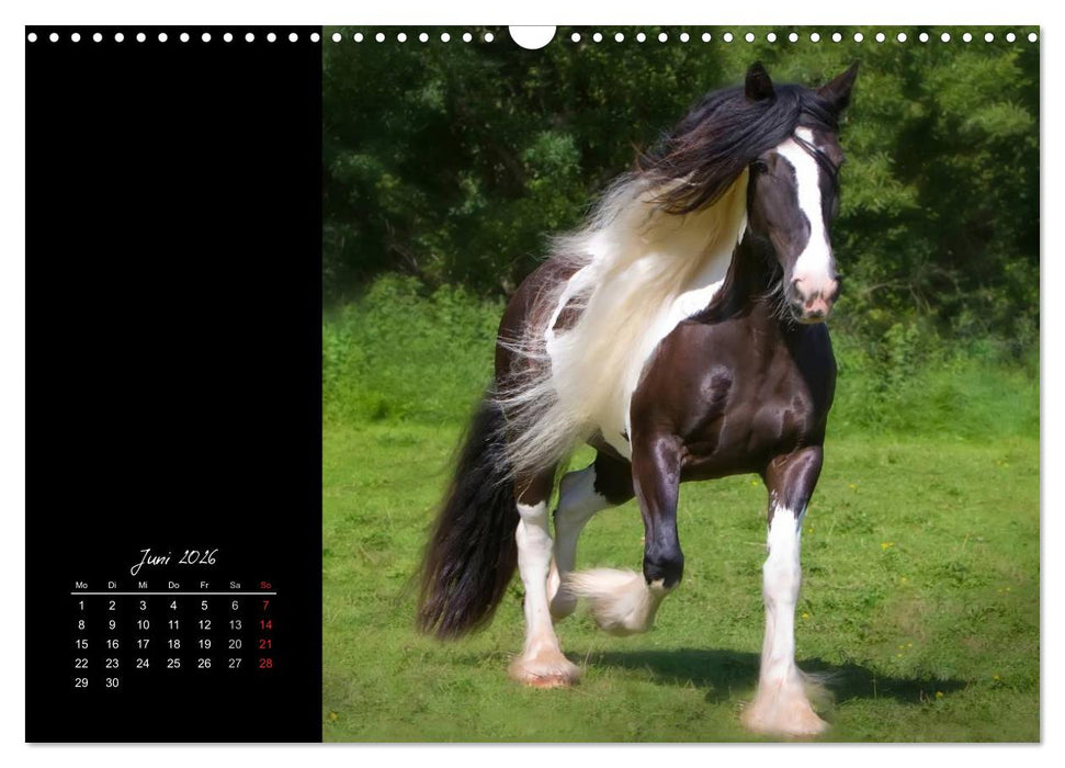 Irish Tinker (CALVENDO Wandkalender 2026)