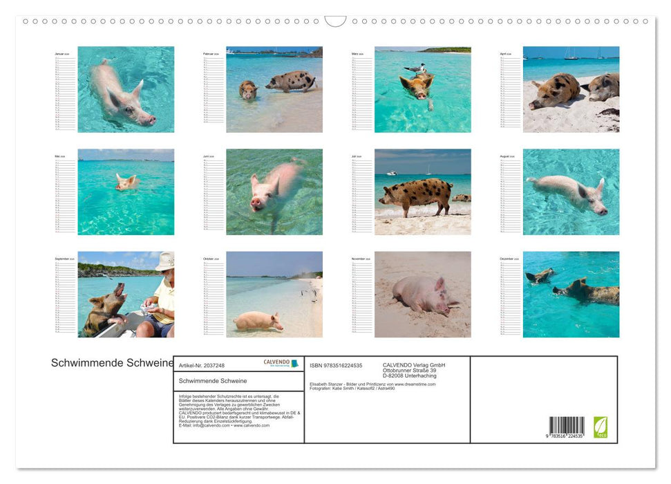Schwimmende Schweine (CALVENDO Wandkalender 2026)